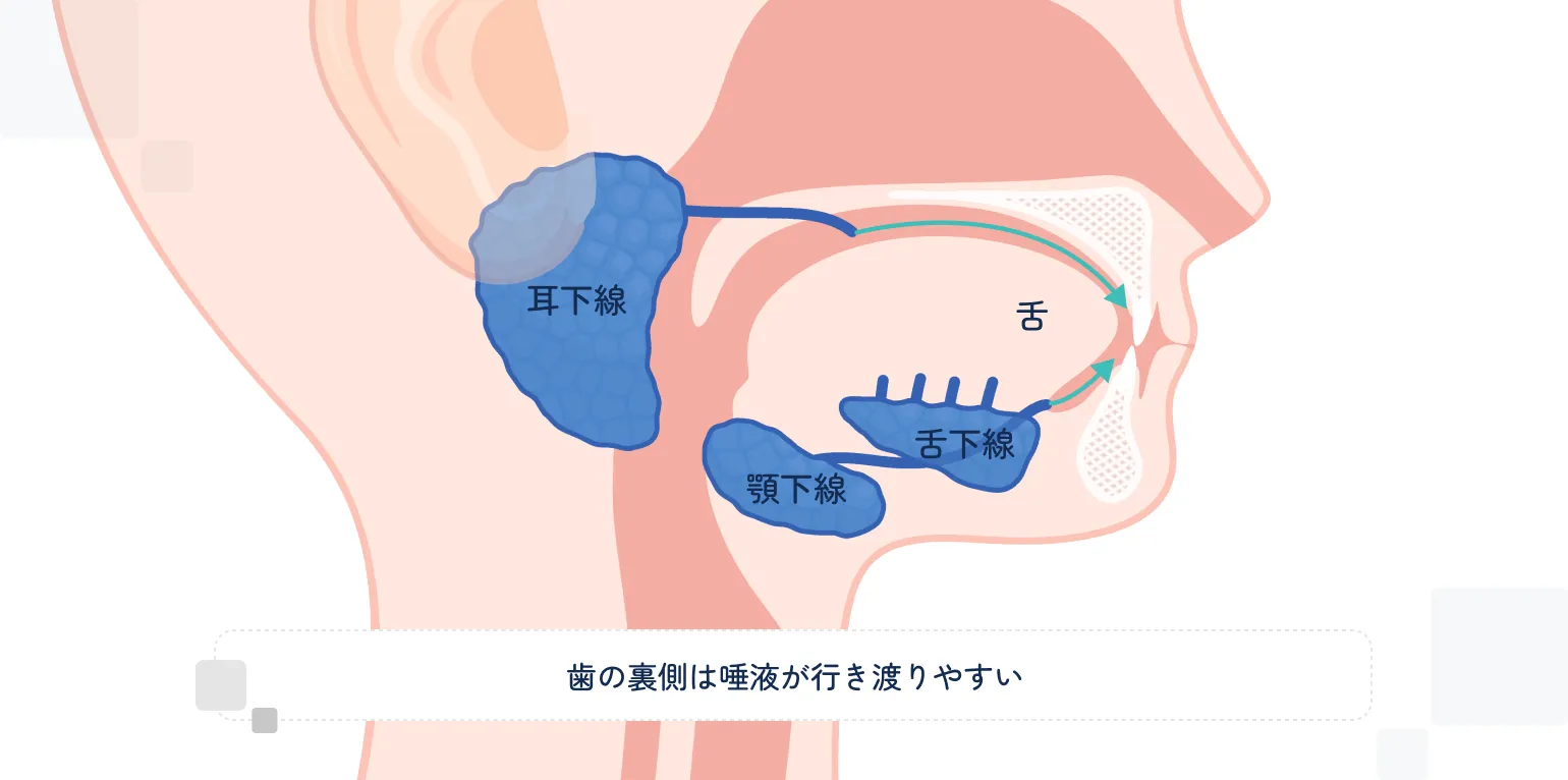 唾液の作用で虫歯のリスクを抑えやすい